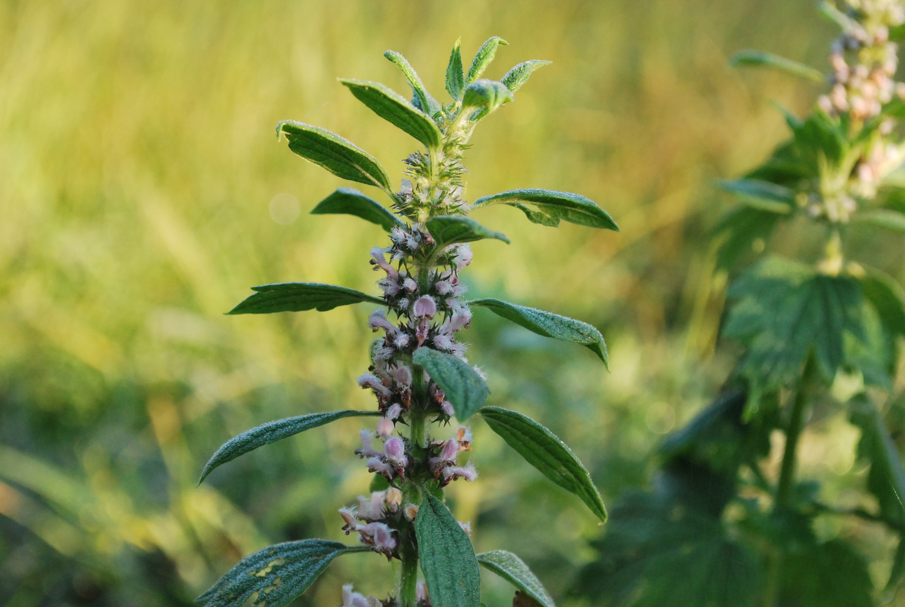 Herbal Uses for Motherwort