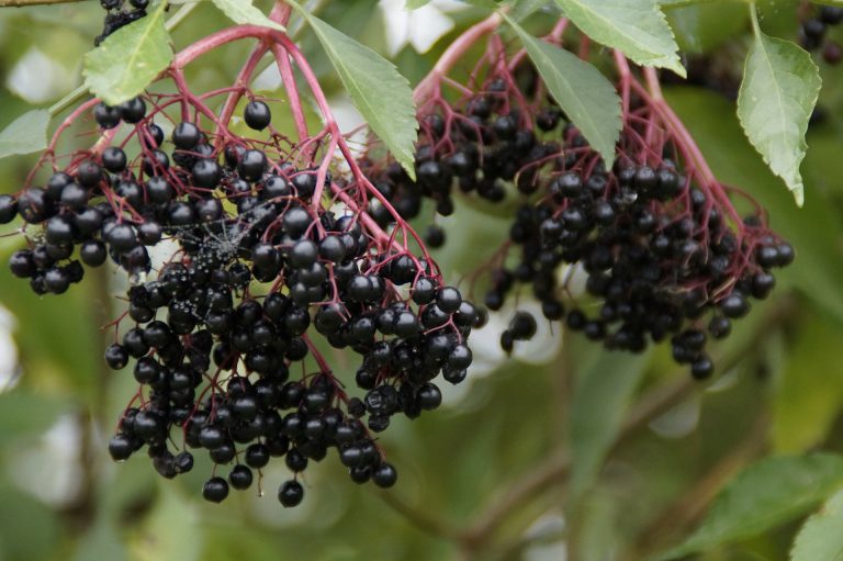 Is Elderberry Safe? Elderberry and the Immune System