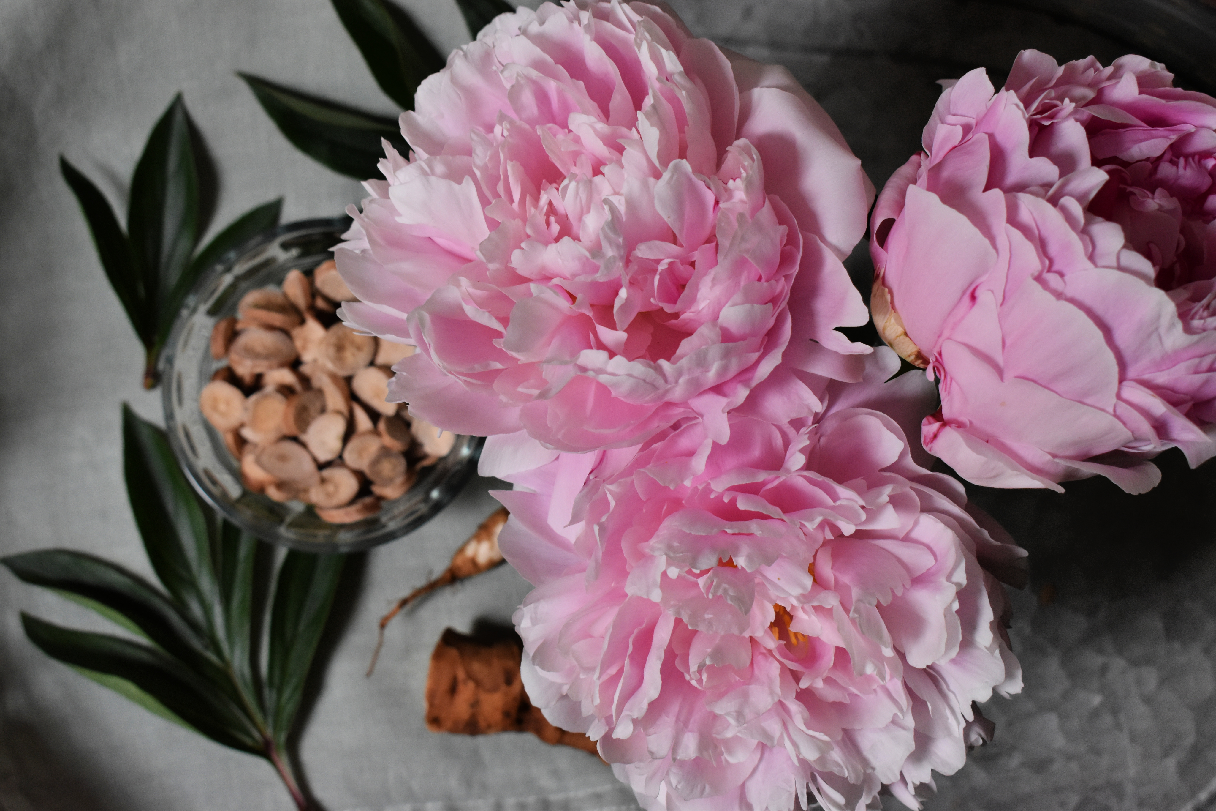 Peony root and the immune system