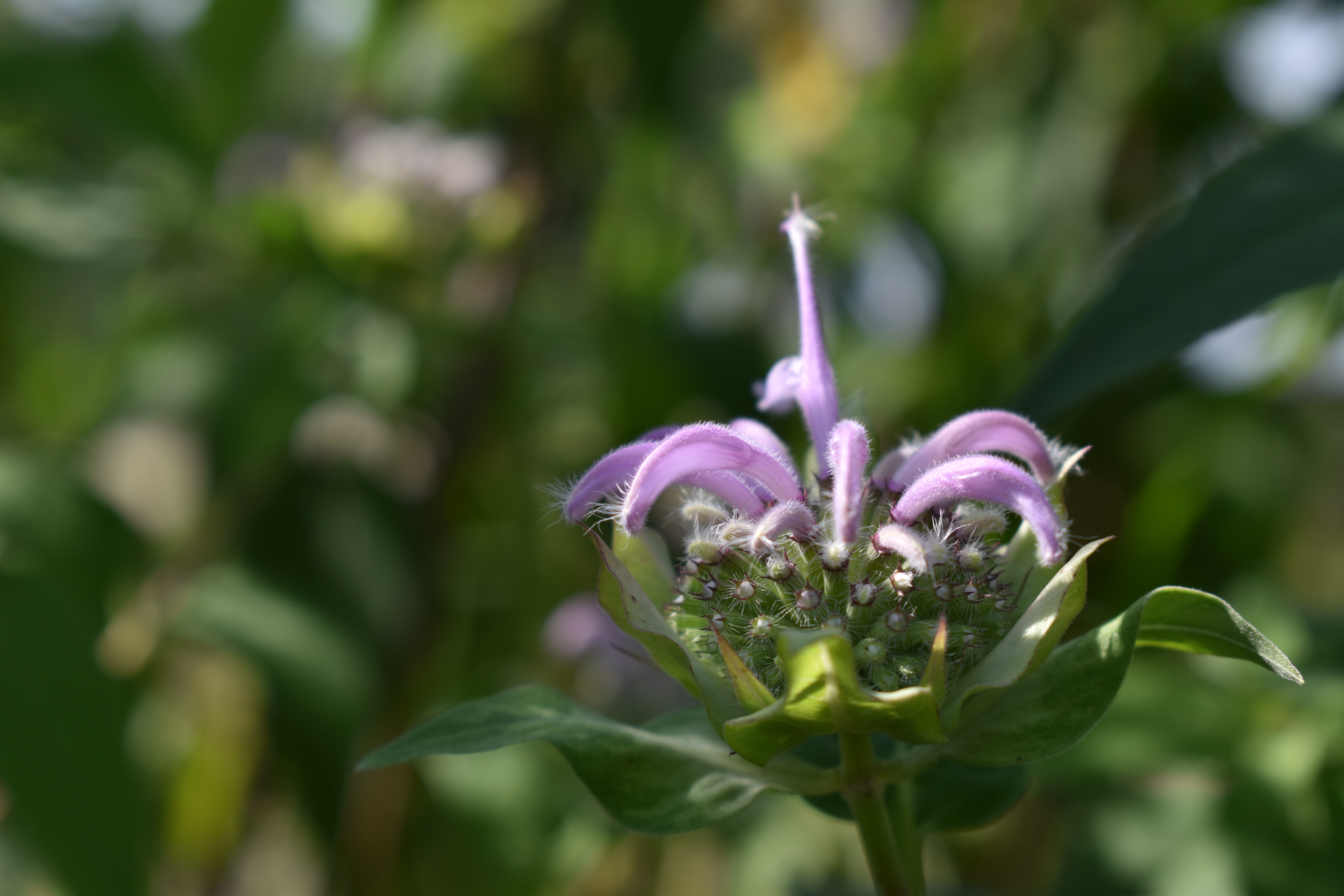 Herbal Uses for Bee Balm