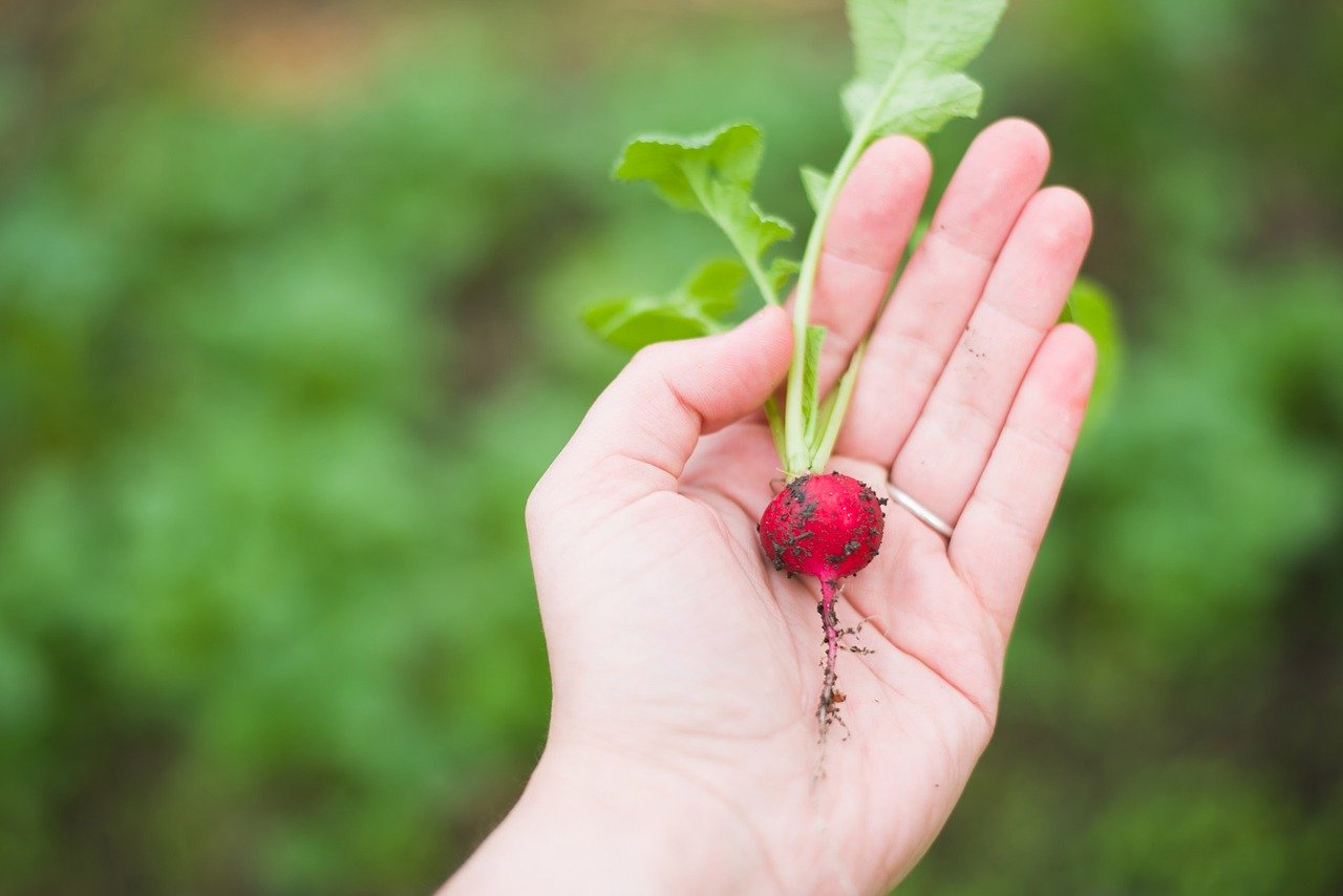 A Guide to Growing Vegetables for New Gardeners