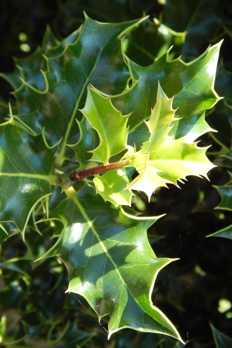 Exploring the Herbal Uses of Holly in Global Traditions | indie herbalist