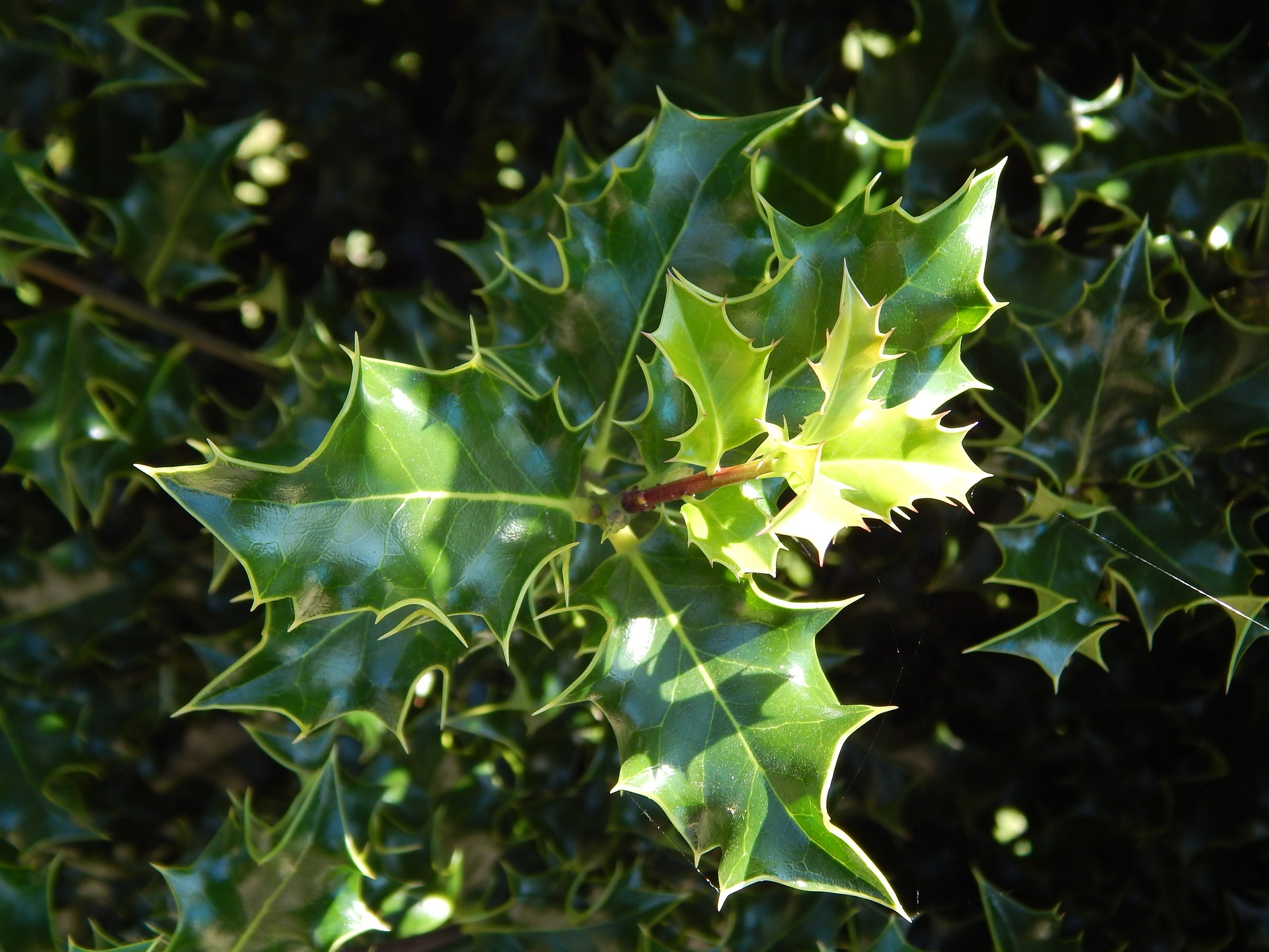 Exploring the herbal uses of holly in global traditions