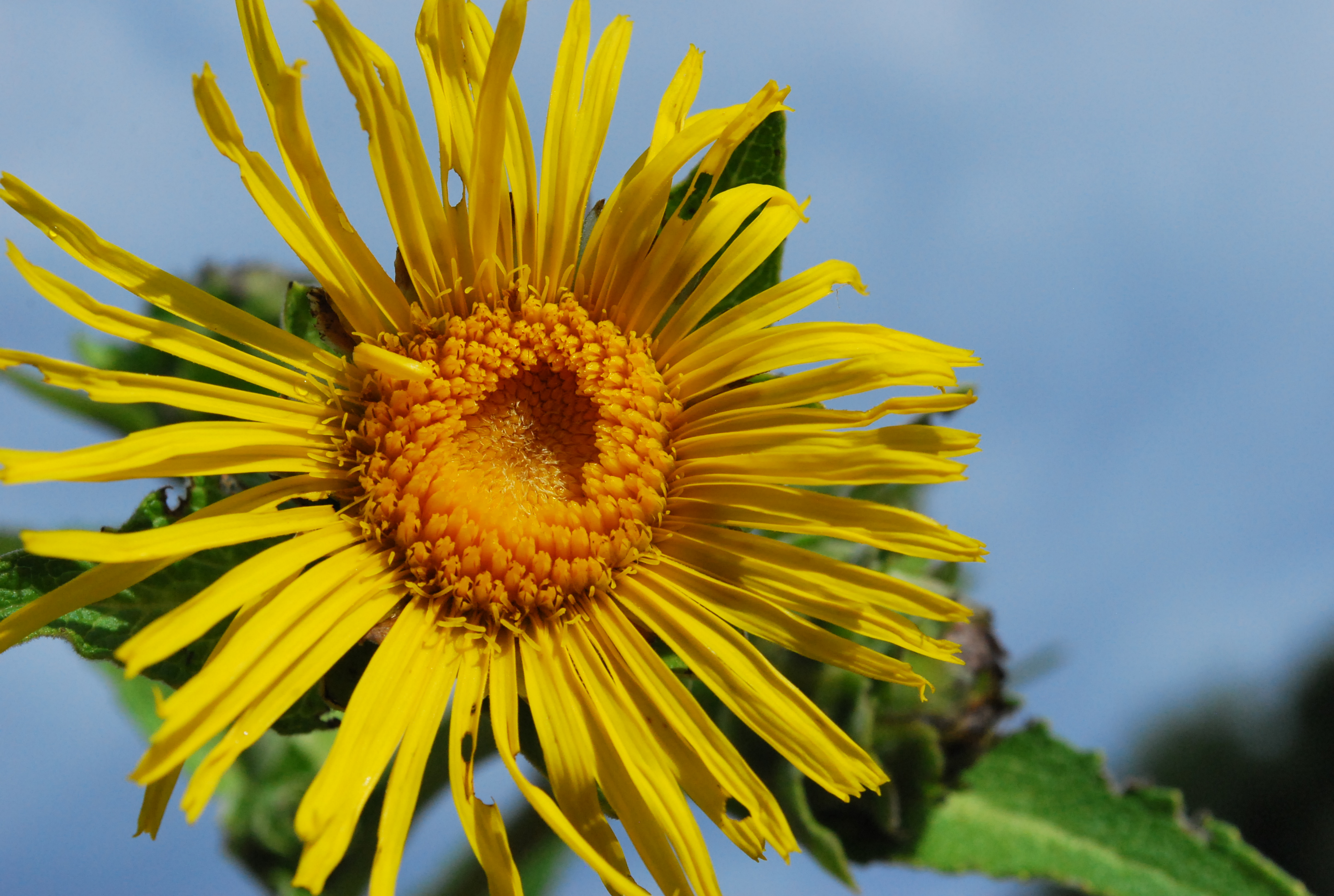An introduction to elecampane herb