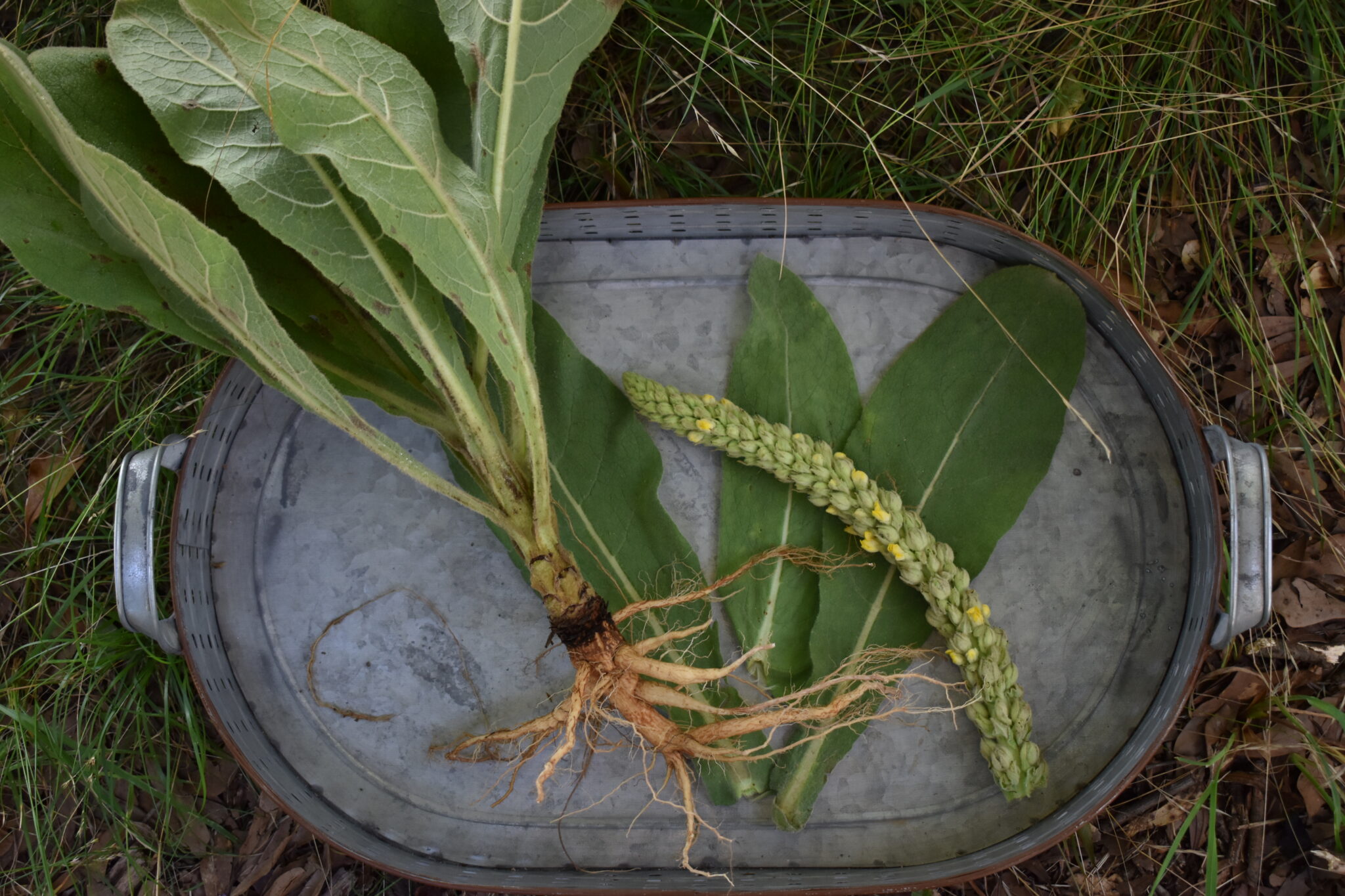 When to harvest mullein flowers, leaves, and roots | indie herbalist