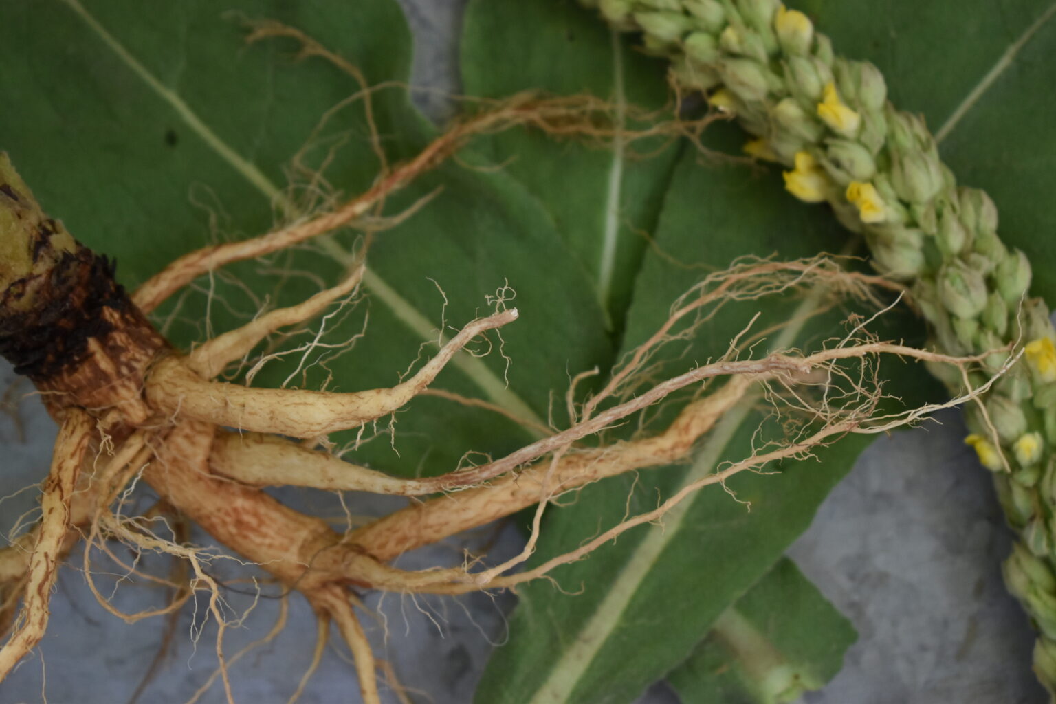 When to harvest mullein flowers, leaves, and roots indie herbalist