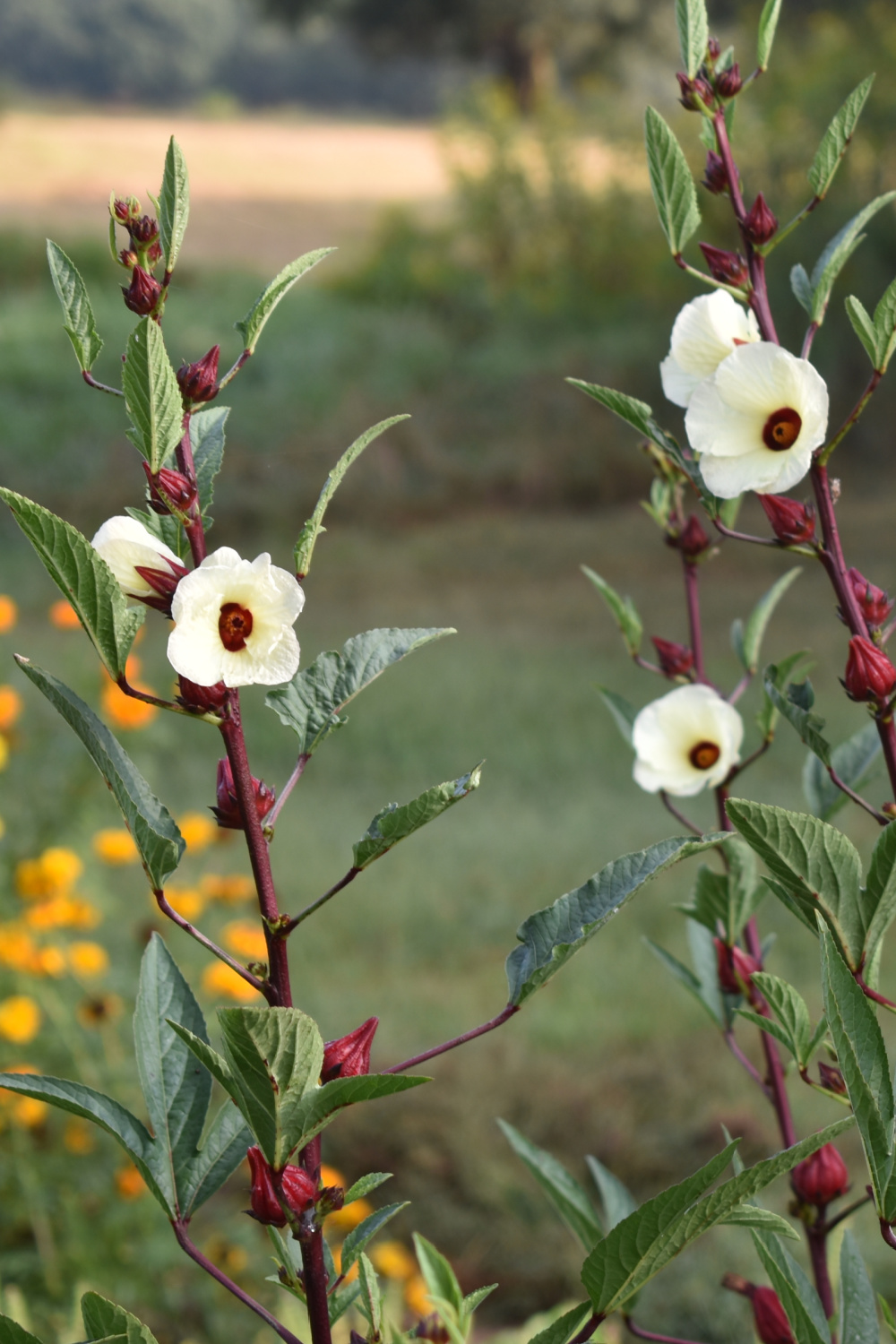 Annual herbs that grow easily from seed indie herbalist