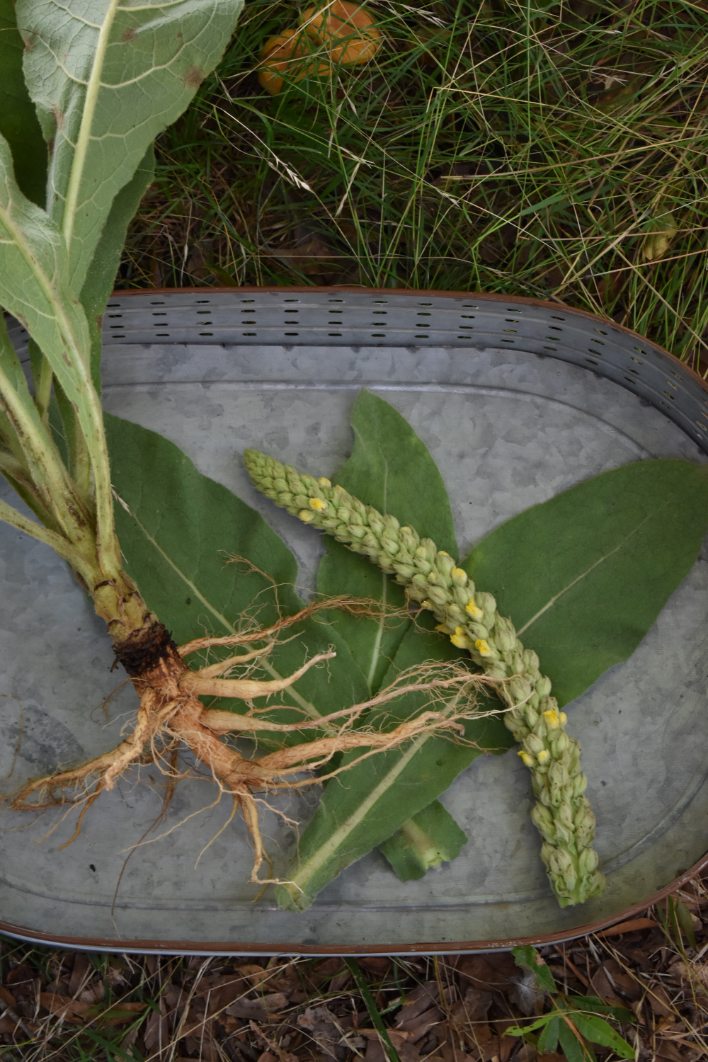 When To Harvest Mullein Flowers, Leaves, And Roots | Indie Herbalist