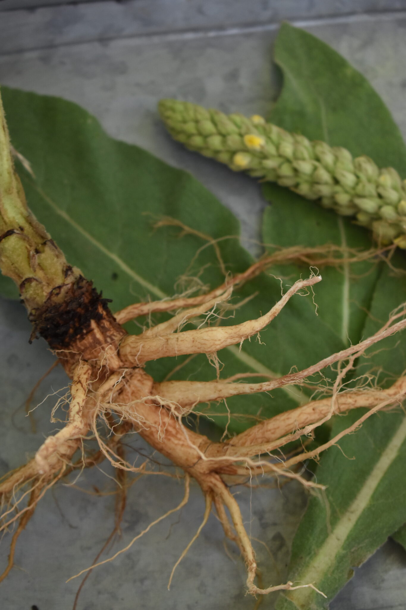 Transform Your Mullein Harvest: The Expert'S Guide To Drying - 76grnyn