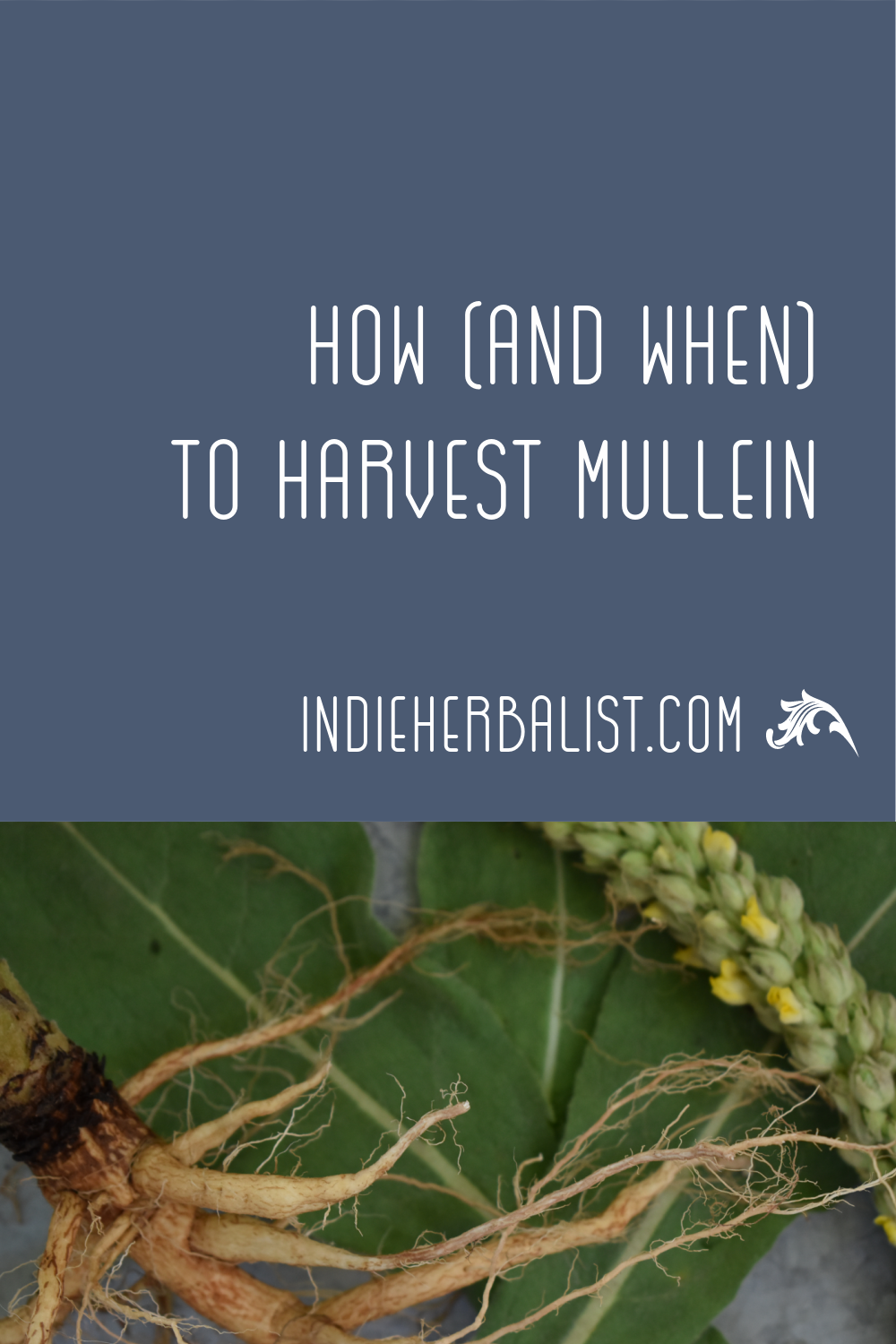 When to harvest mullein flowers, leaves, and roots | indie herbalist