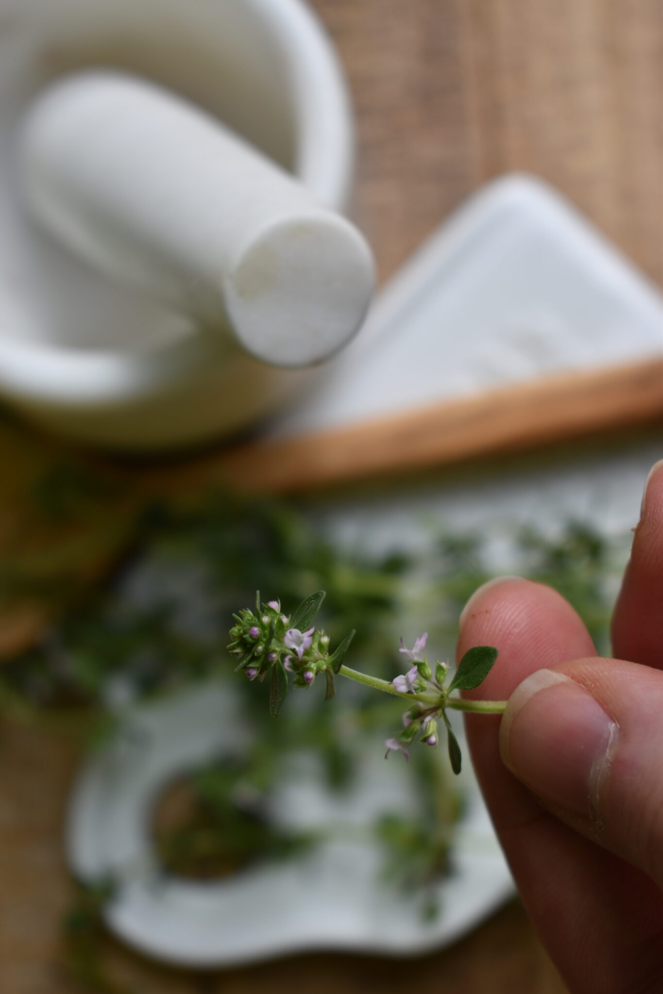 How to make herbal infusions with thyme indie herbalist