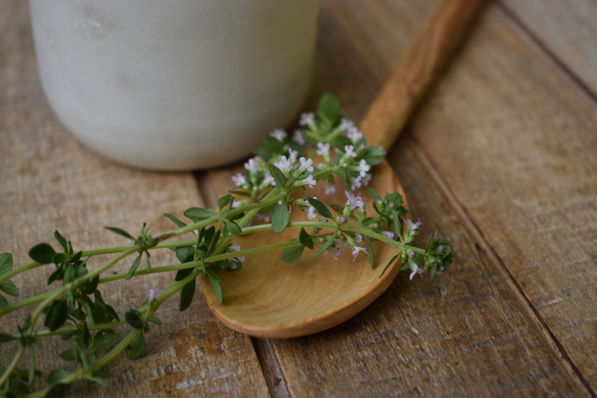 How to make herbal infusions with thyme indie herbalist
