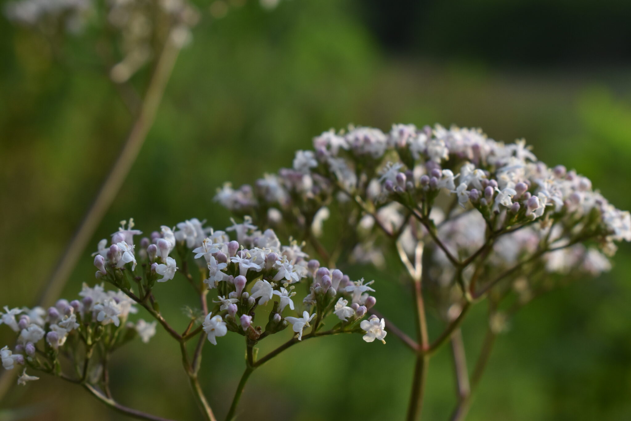 Why valerian is essential for your herbal cupboard | indie herbalist