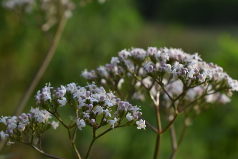 Why valerian is essential for your herbal cupboard