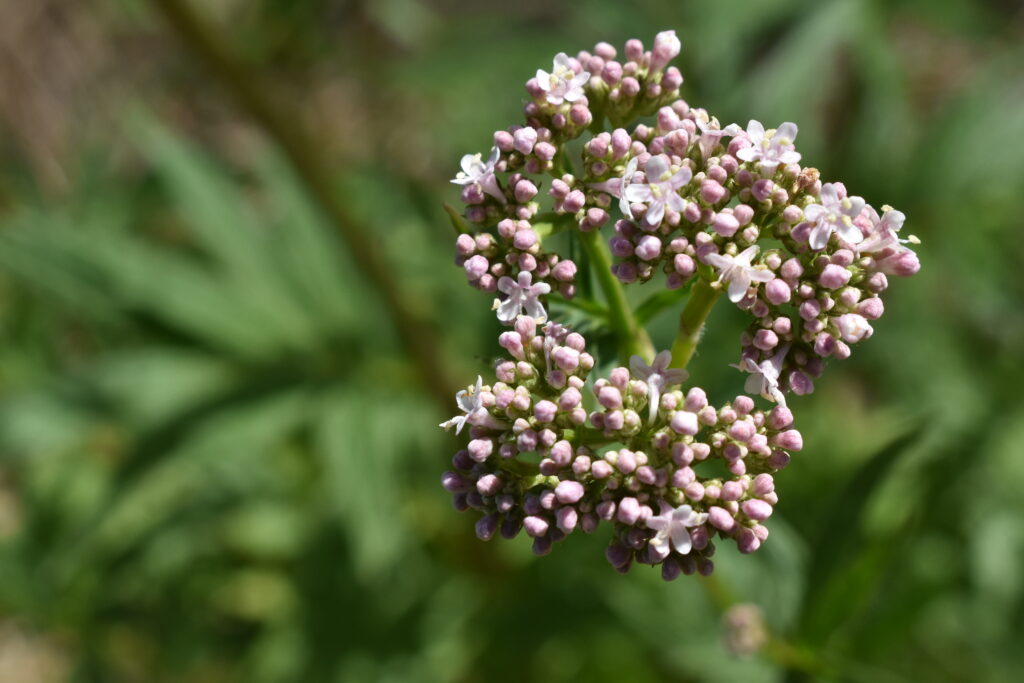 How to grow a valerian plant in your garden | indie herbalist