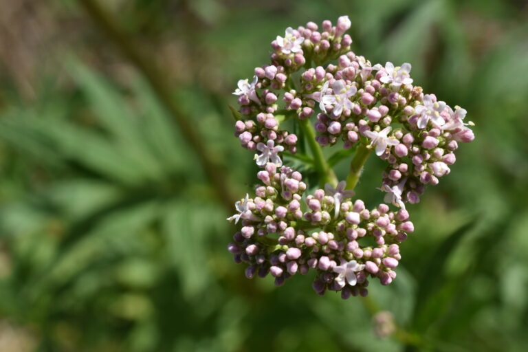 How to grow a valerian plant in your garden