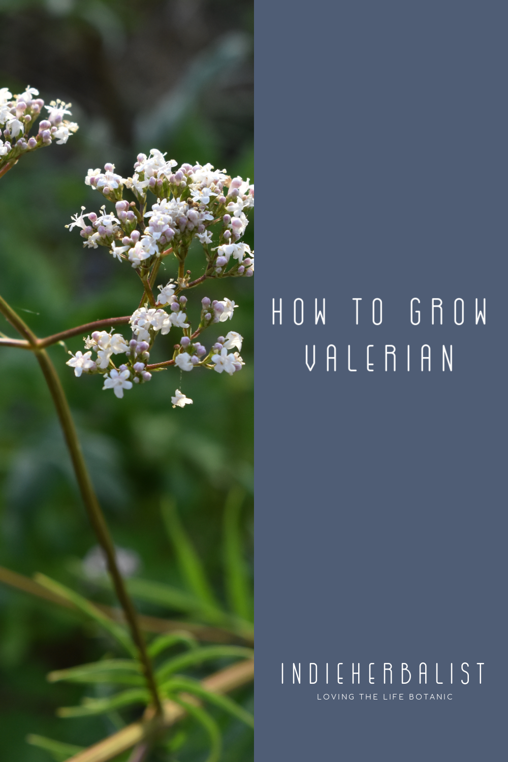 How to grow a valerian plant in your garden indie herbalist