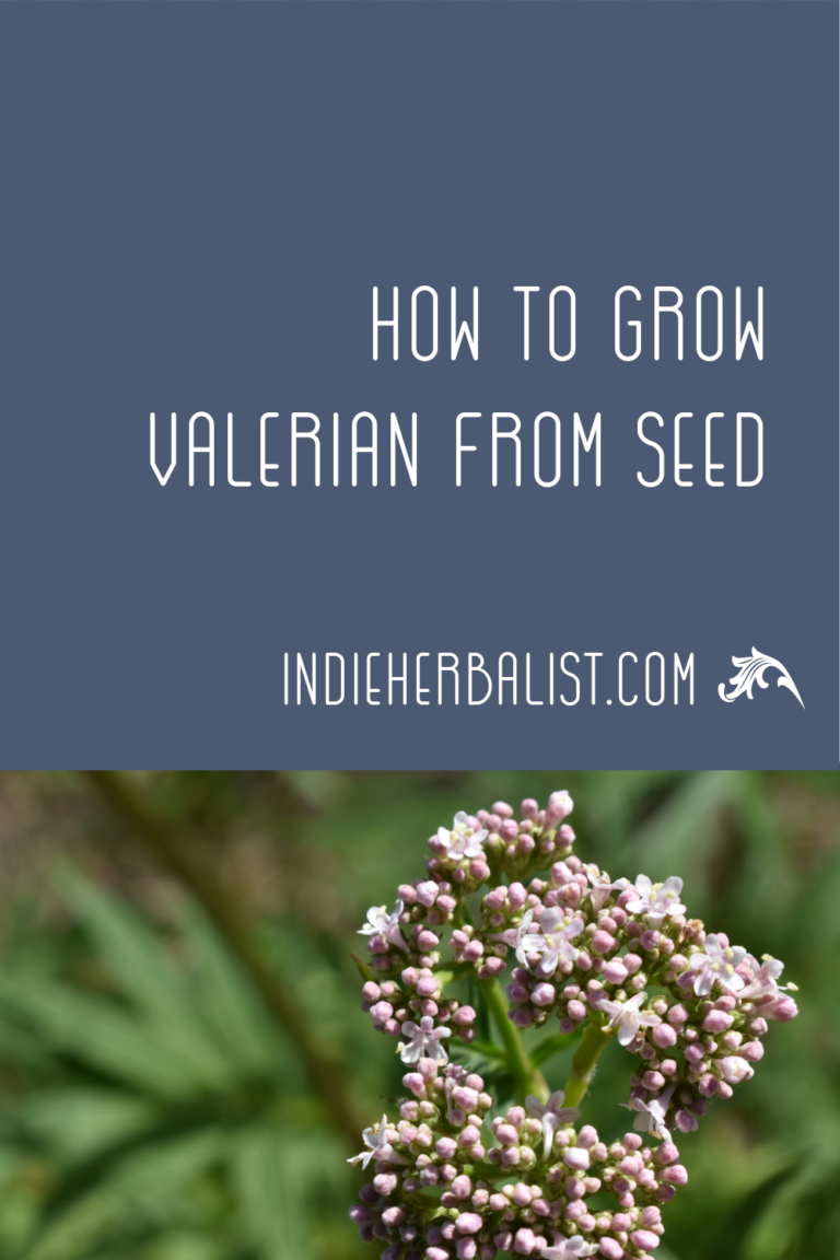 How to grow a valerian plant in your garden indie herbalist