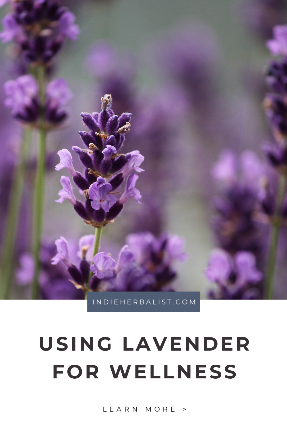 Lavender benefits for health and wellness | indie herbalist