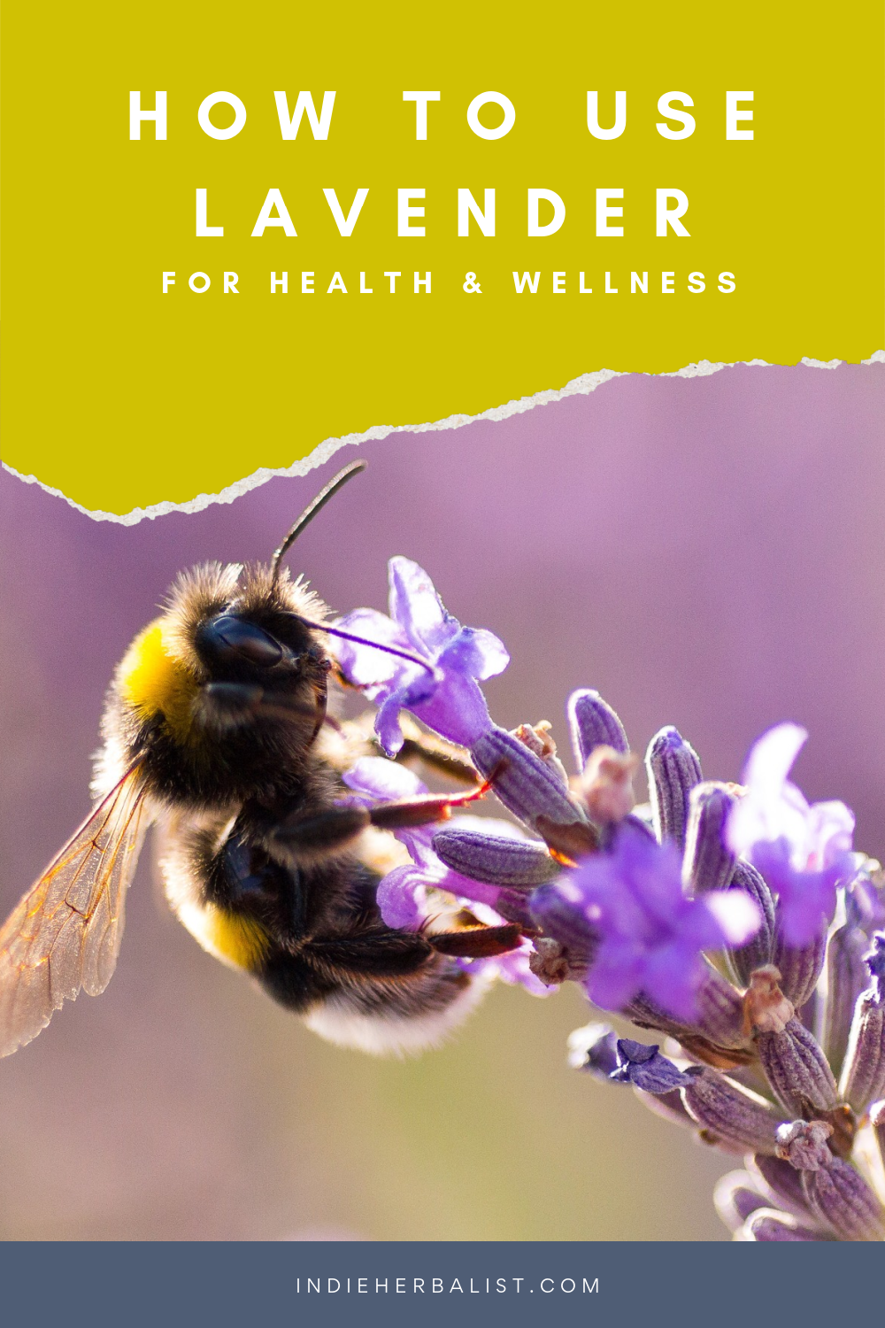 Lavender benefits for health and wellness | indie herbalist