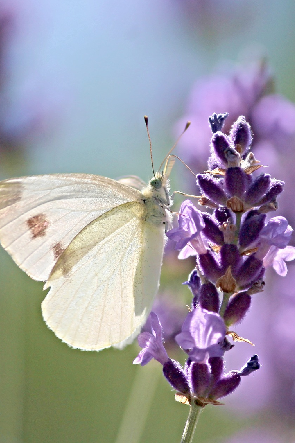 Lavender benefits for health and wellness | indie herbalist