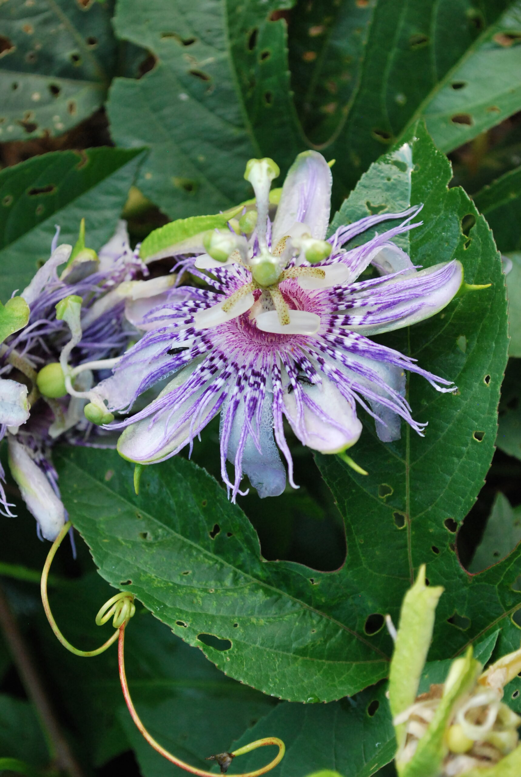 An Herbalist's Guide To Passionflower 