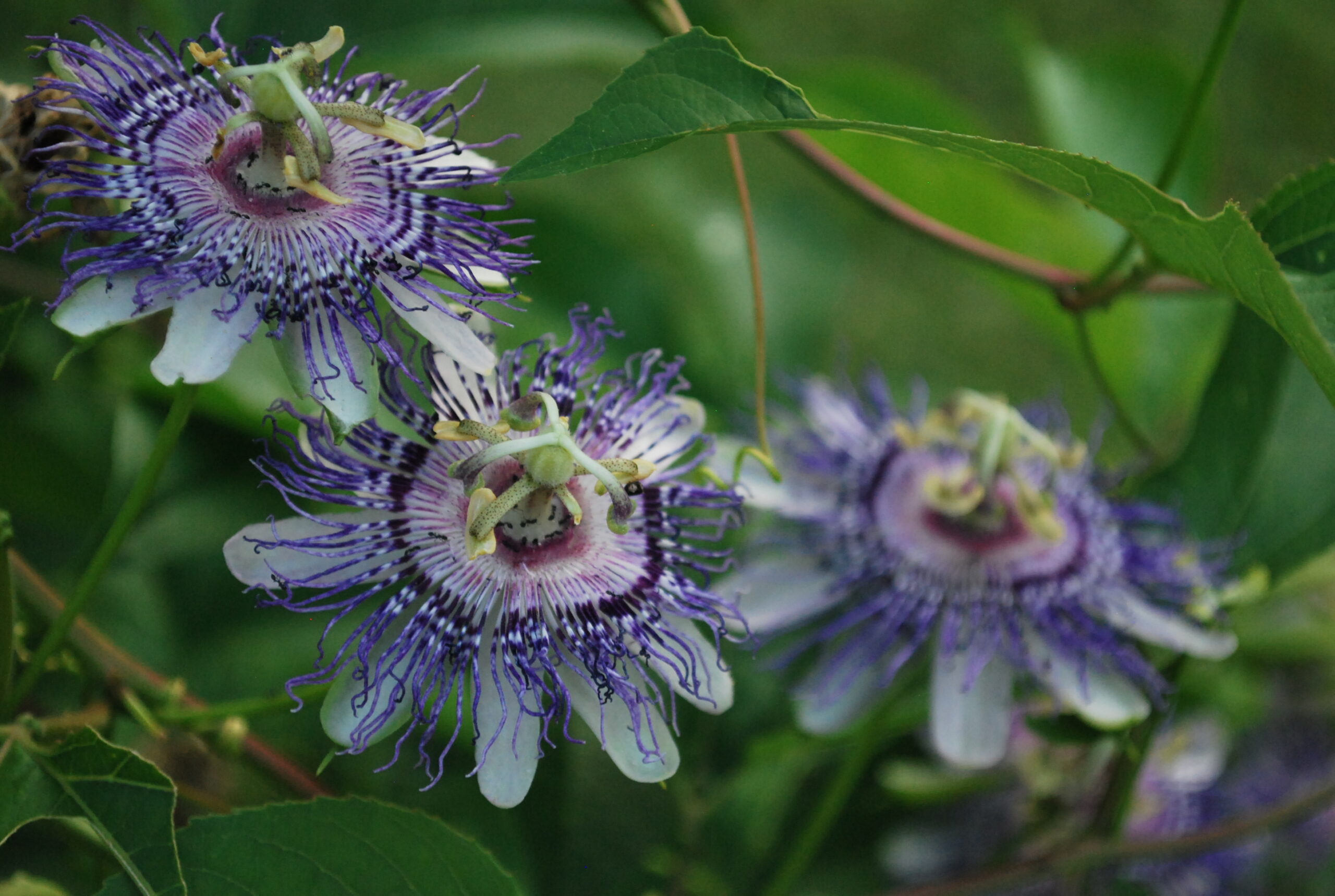 Passionflower benefits for herbal first aid