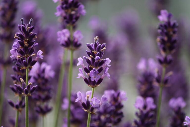 Lavender benefits for health and wellness