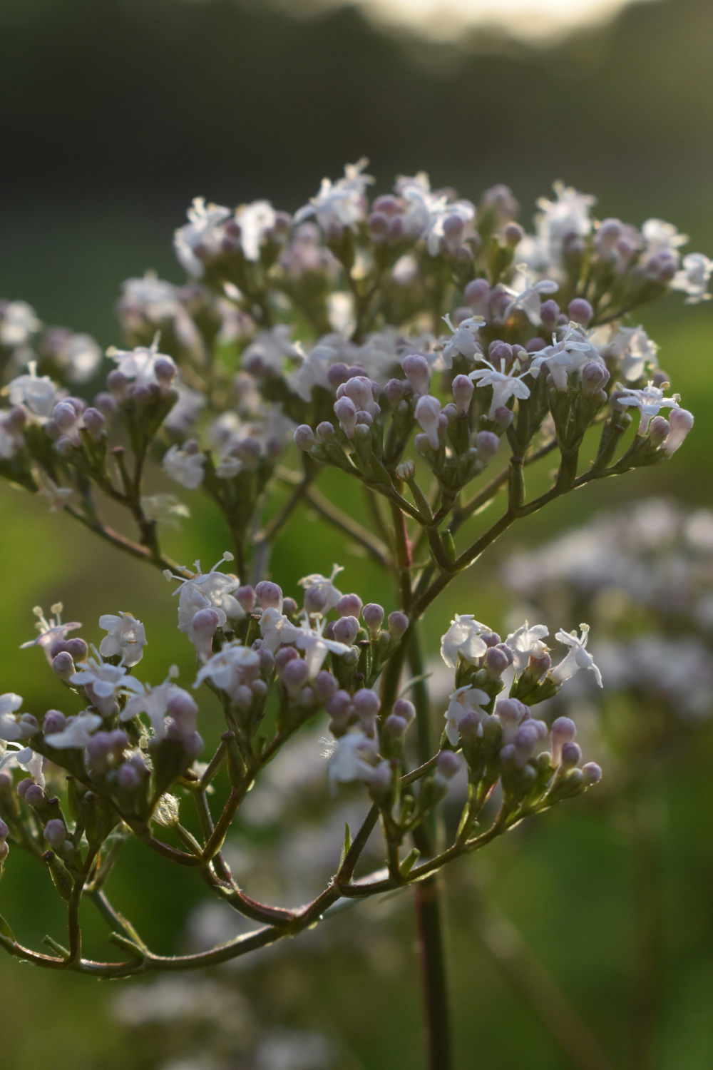 Why valerian is essential for your herbal cupboard | indie herbalist