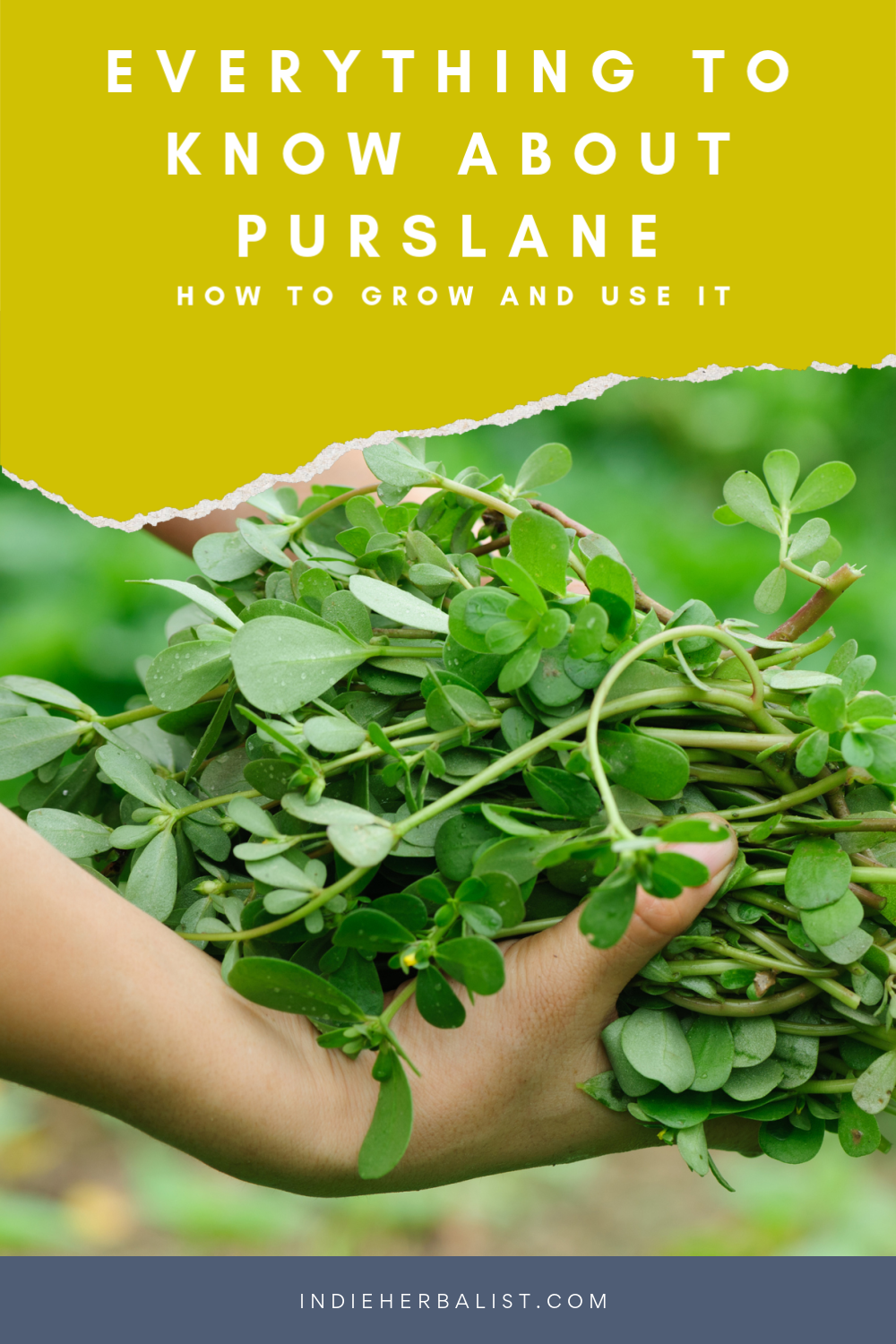 A guide to growing and using purslane for home herbalists | indie herbalist