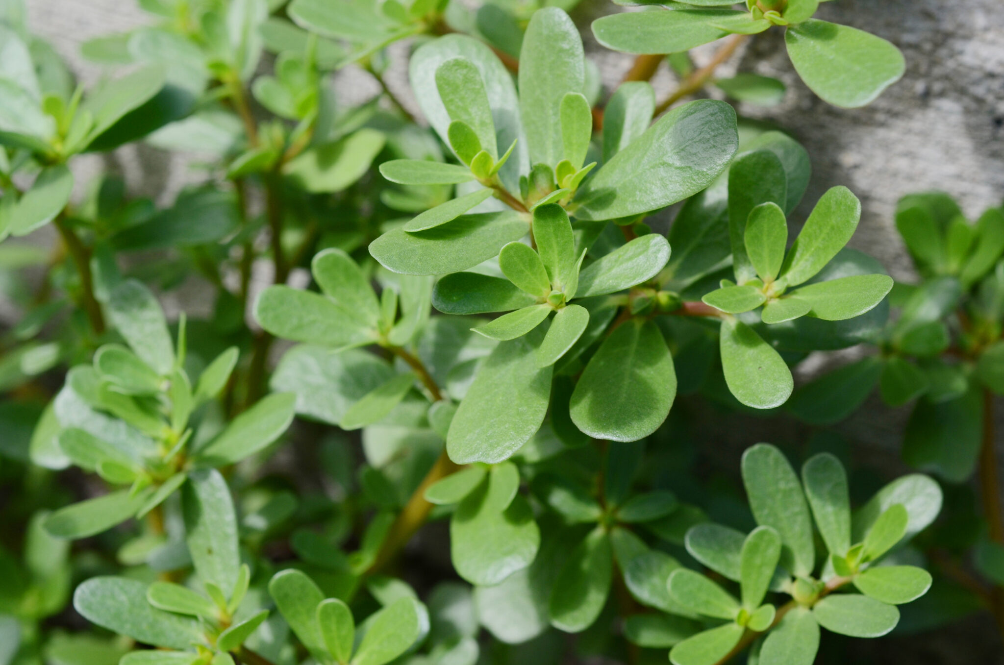 A guide to growing and using purslane for home herbalists | indie herbalist