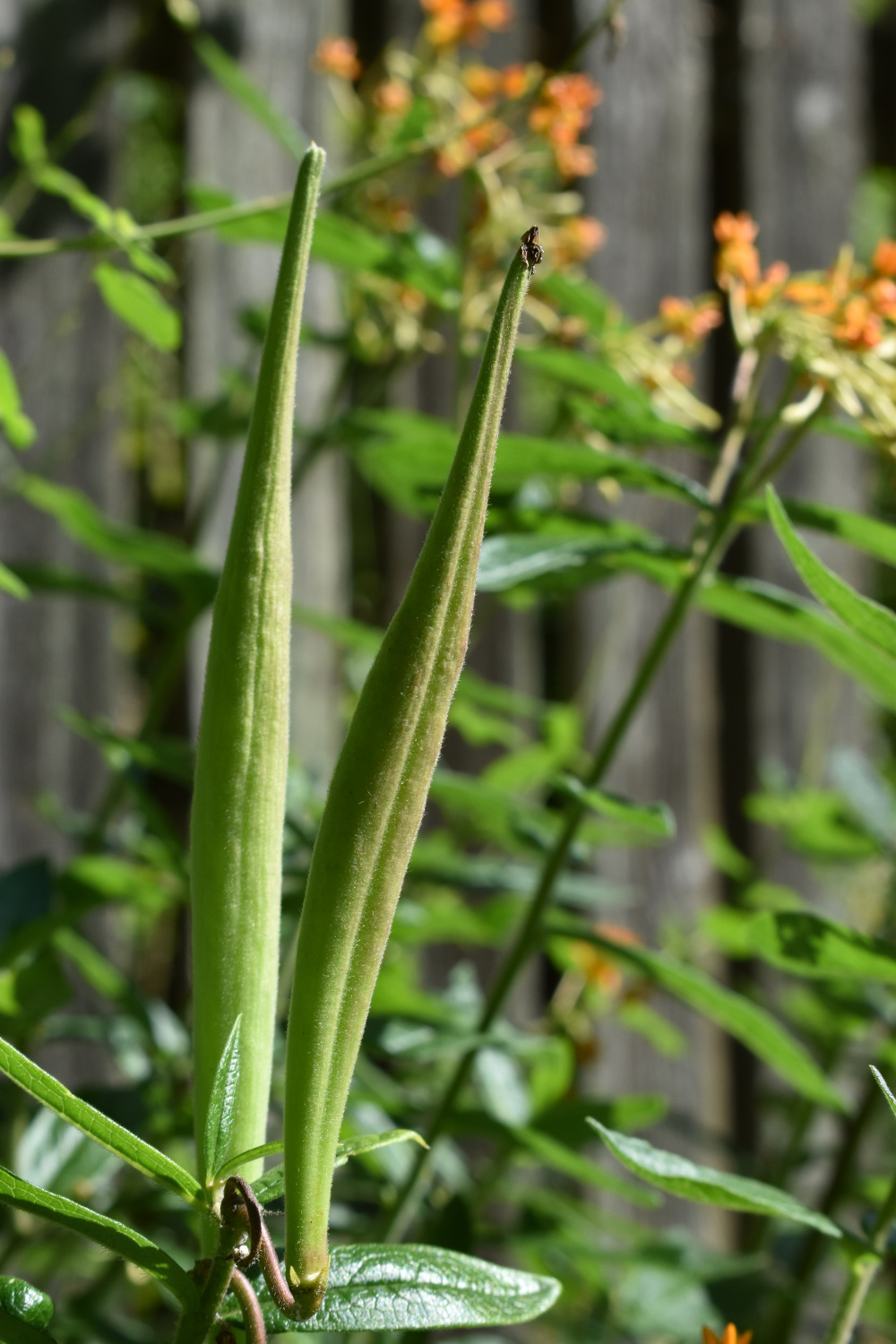 How To Plant Milkweed Seeds | Indie Herbalist