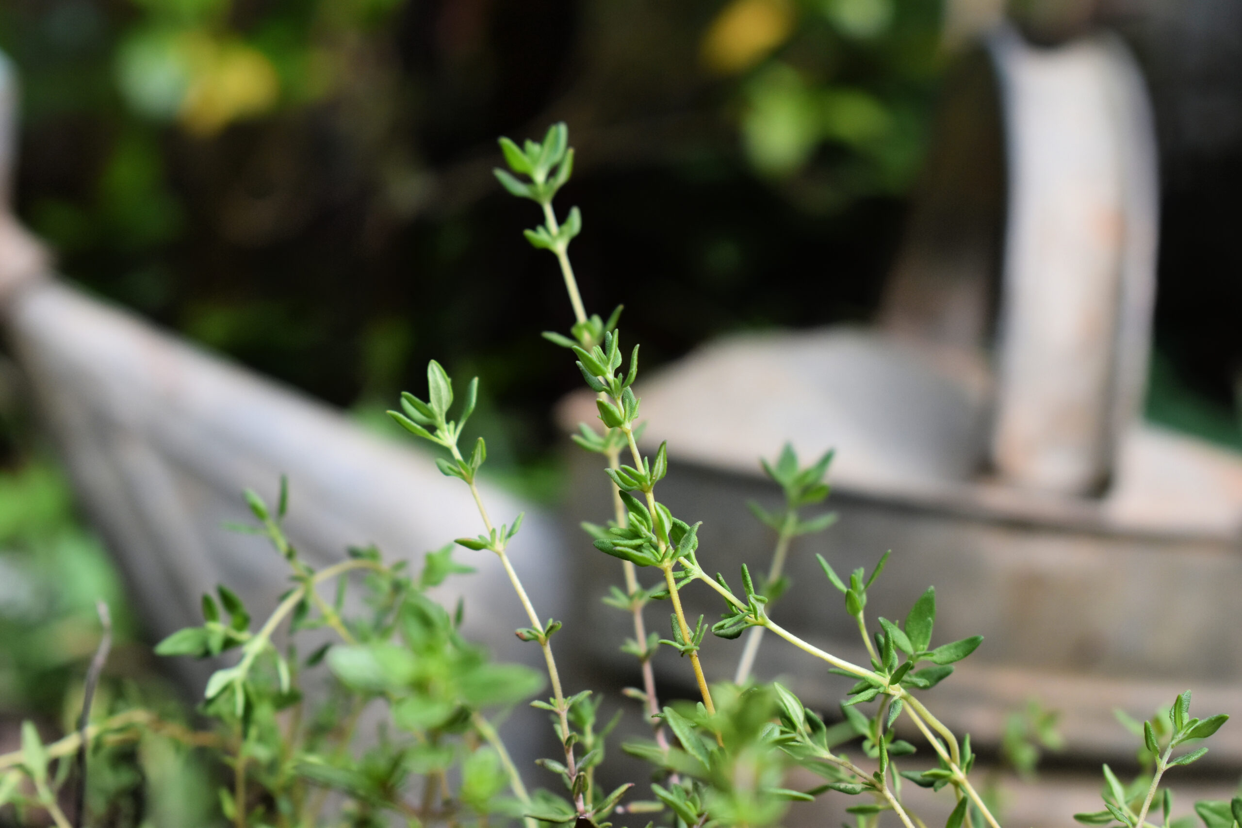 Tips for growing thyme
