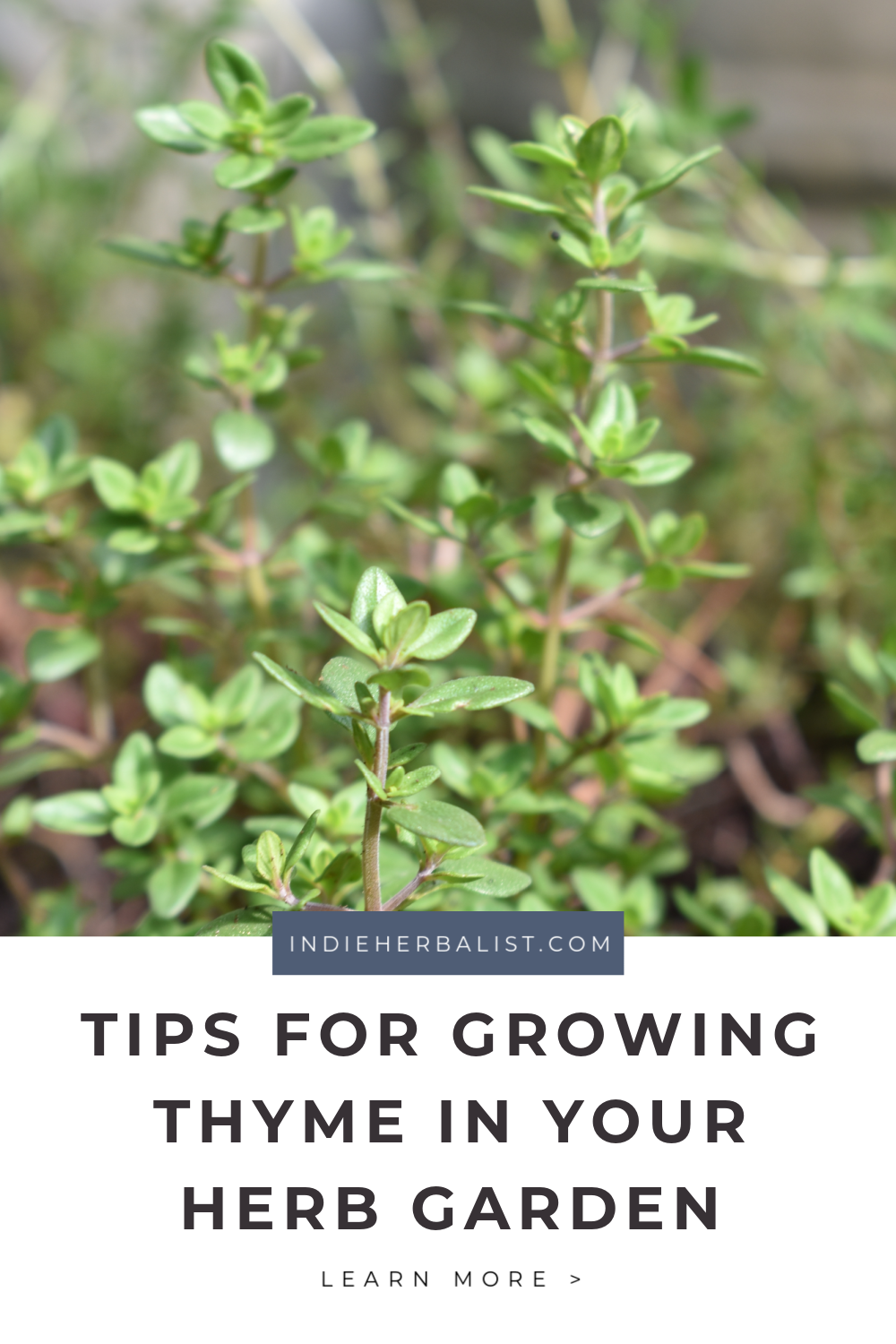 Tips for growing thyme indie herbalist
