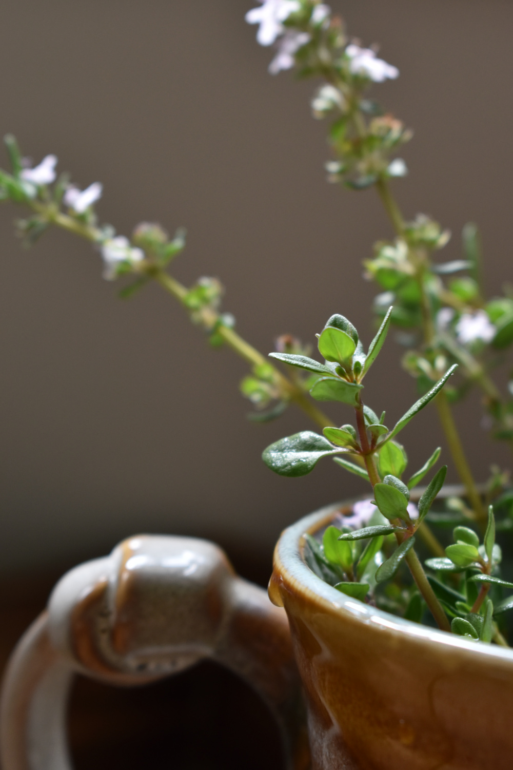 Thyme tea for health and wellness | indie herbalist