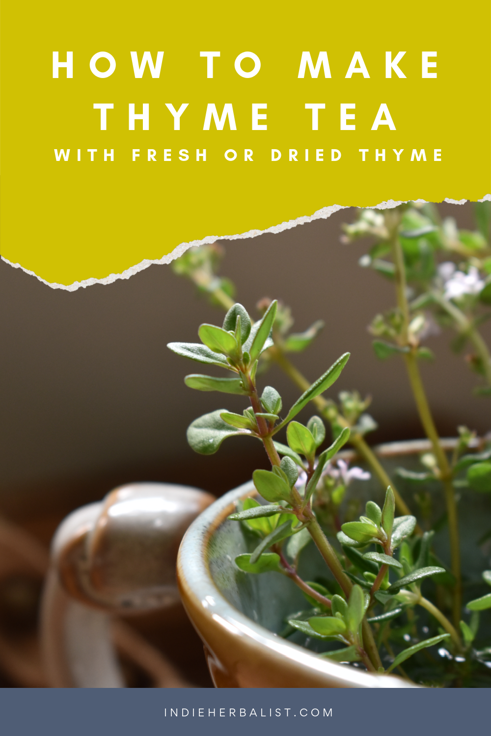 Thyme tea for health and wellness | indie herbalist