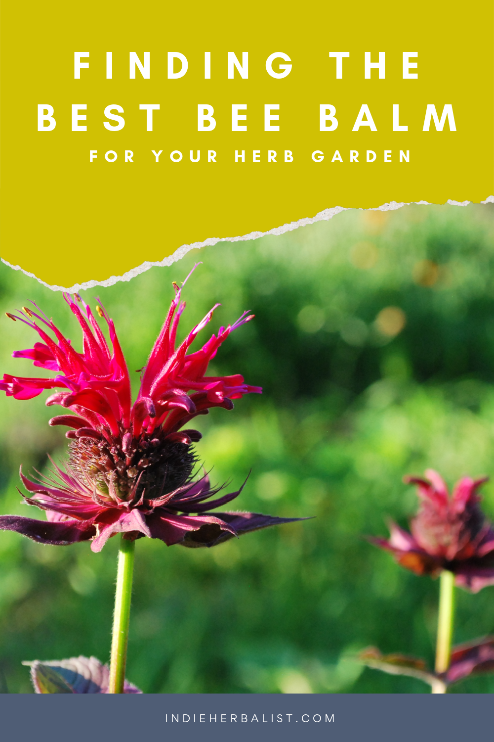 Choosing the best types of bee balm for your herb garden | indie herbalist