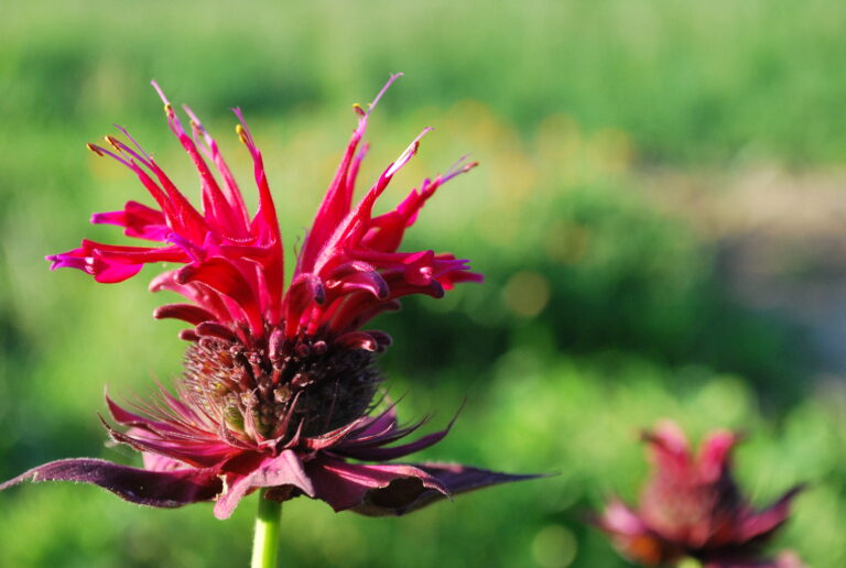 Choosing the best types of bee balm for your herb garden