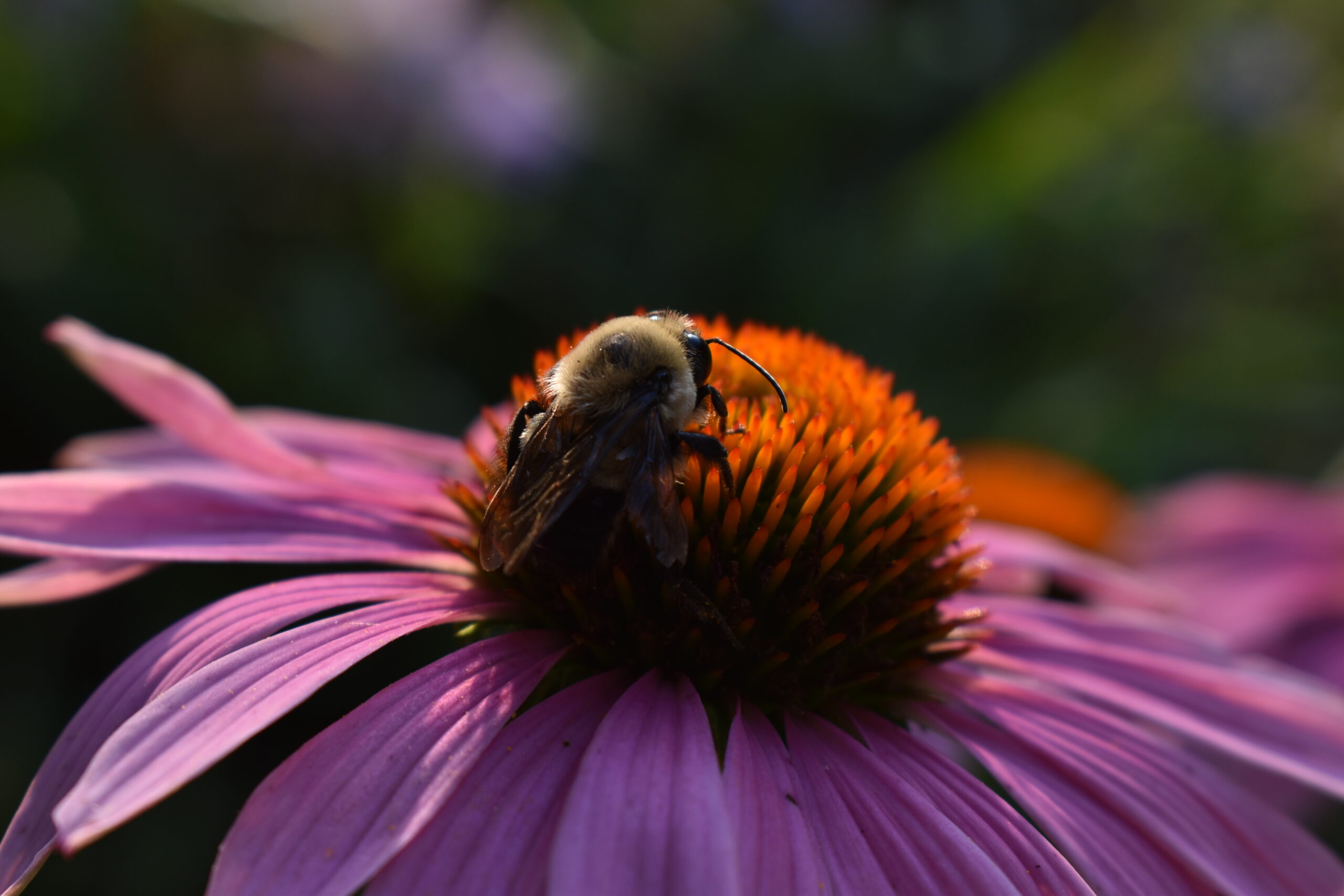 Echinacea benefits for home herbalists