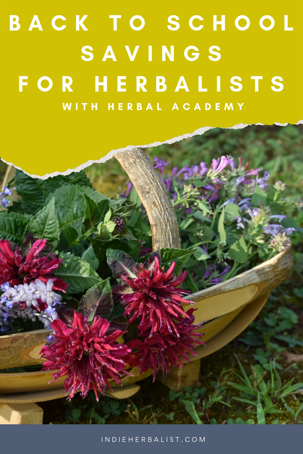 Save with the back to school Herbal Academy sale! indie herbalist