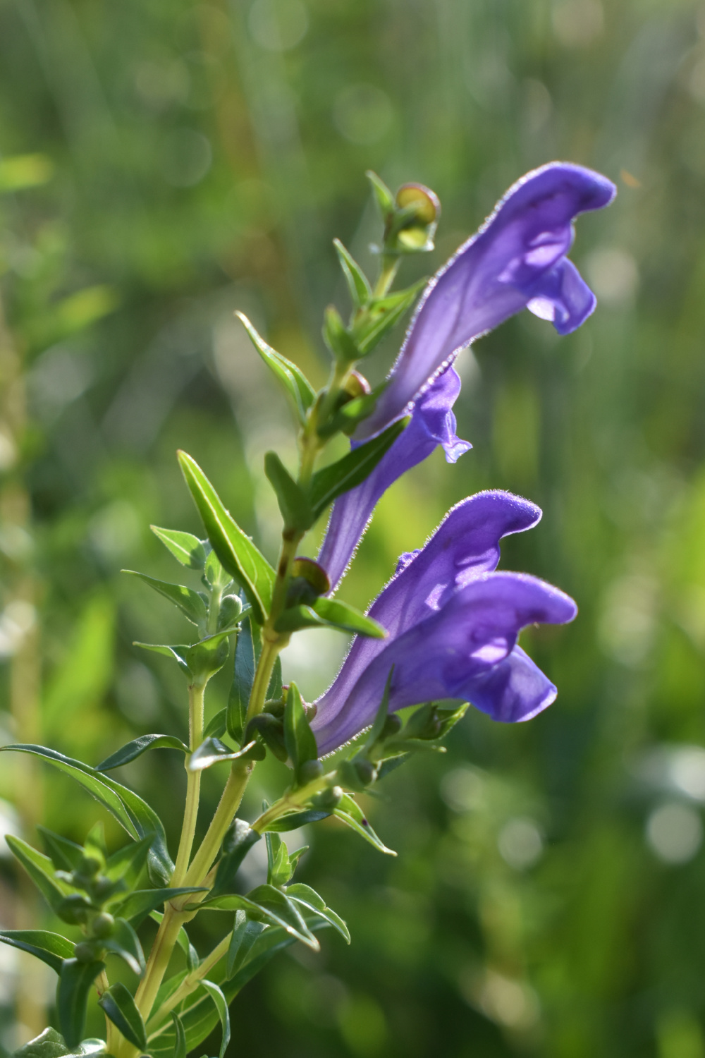 Baikal skullcap for health and wellness | indie herbalist