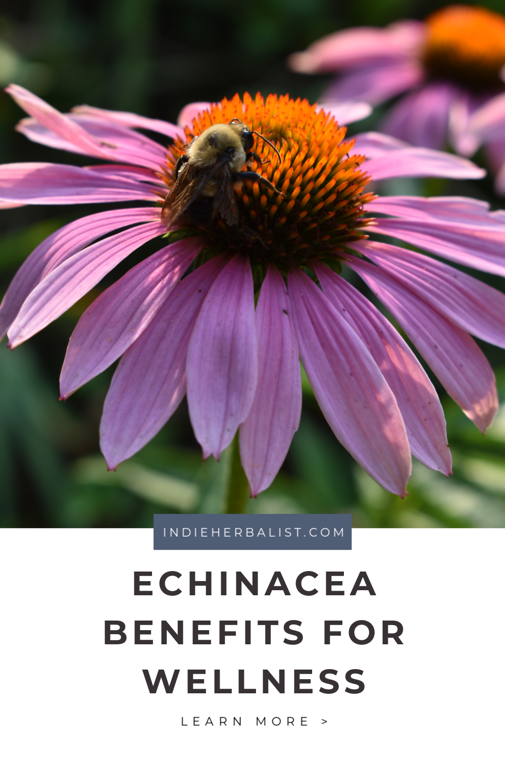 Echinacea benefits for home herbalists indie herbalist