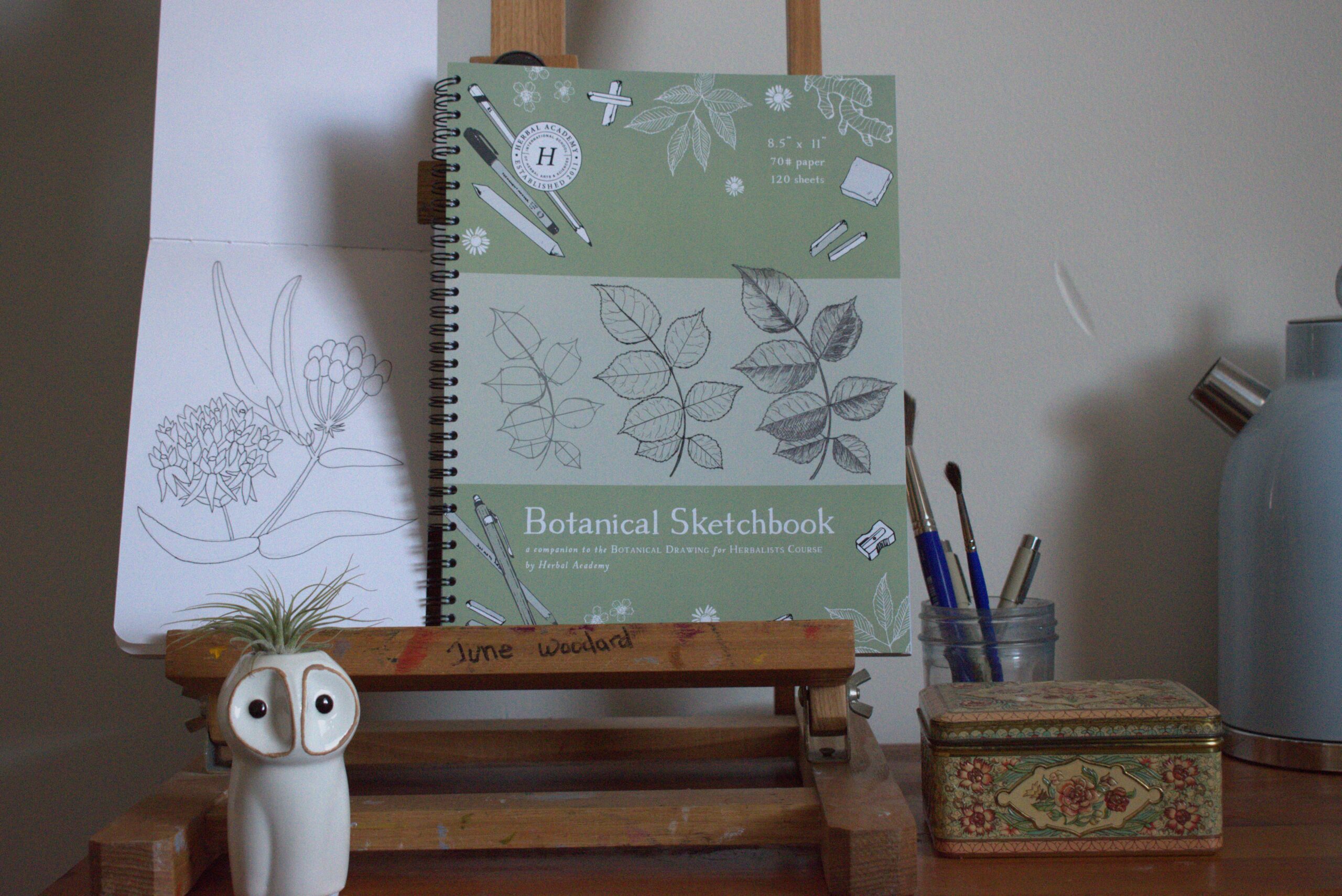 Drawing plants with the Botanical Drawing Course