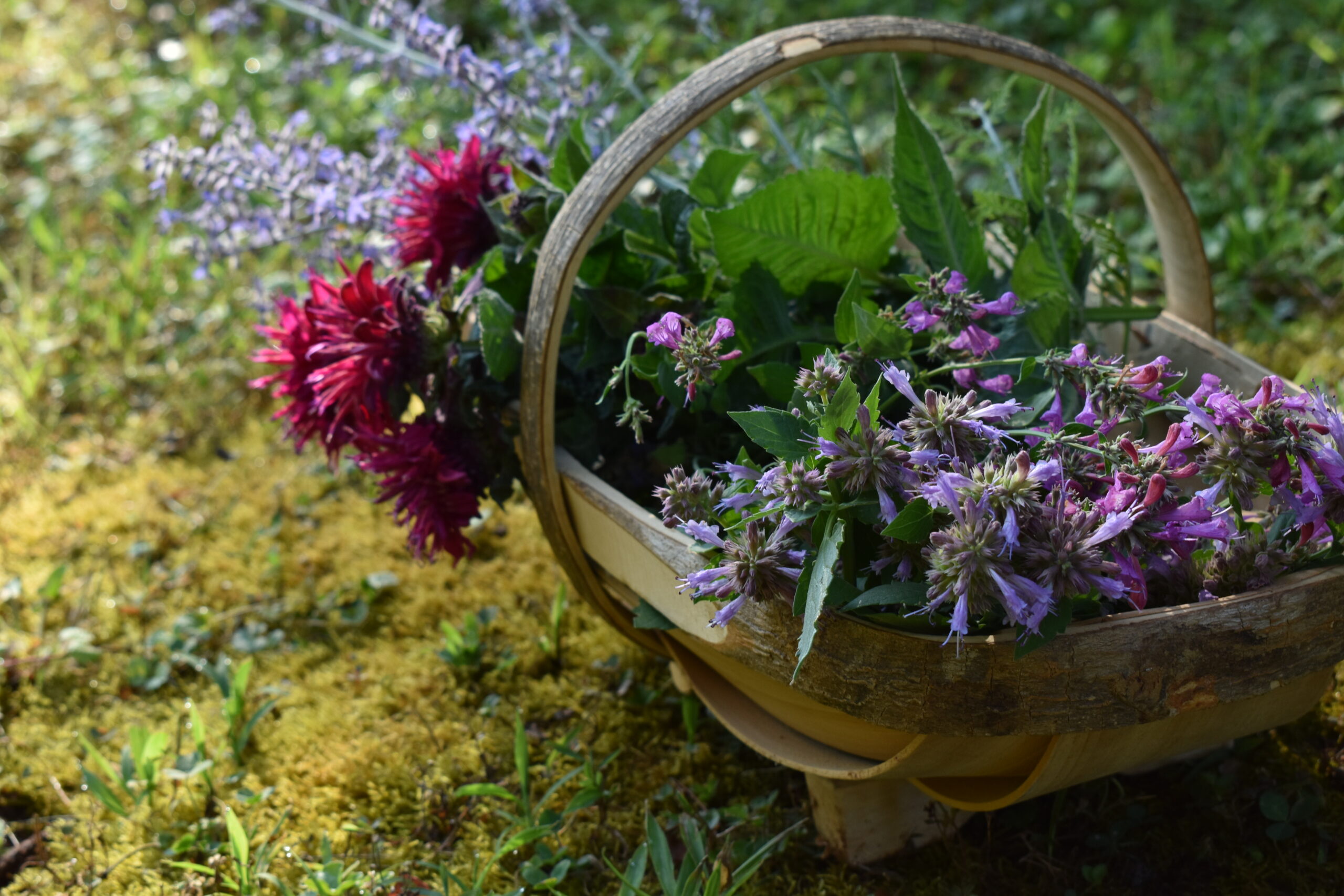 Practical herb gardening articles to read this spring