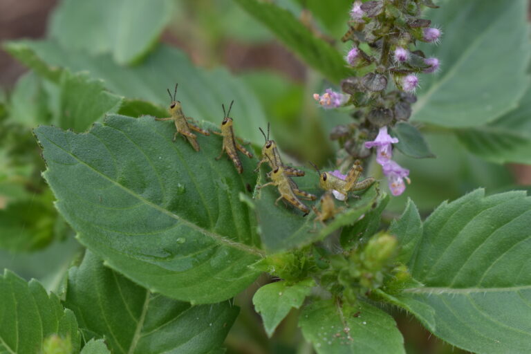 Slow herbalism: a gentle, sustainable approach to wellness