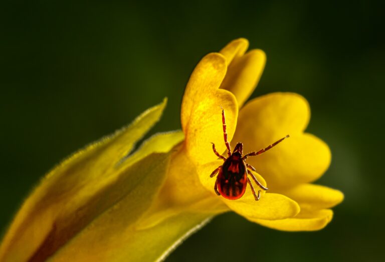 How my Lyme disease journey changed my relationship with herbalism